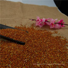 millet rouge de haute qualité de maïs de balai pour la nourriture d&#39;oiseau